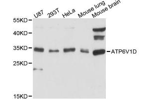 Western blot analysis of extracts of various cell lines, using ATP6V1D antibody (ABIN6290038) at 1:3000 dilution. (ATP6V1D Antikörper)