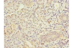 Immunohistochemistry of paraffin-embedded human pancreatic tissue using ABIN7152386 at dilution of 1:100 (FCHSD2 Antikörper  (AA 1-290))