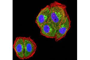 Immunofluorescence analysis of Hela cells using TIM3 mouse mAb (green). (TIM3 Antikörper  (AA 22-202))