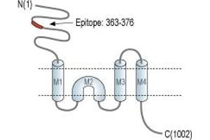 Representative domain view of the target of ABIN7885058.