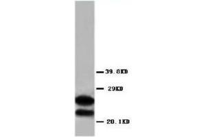 Western blot analysis of rat brain tissue lysis using MBP antibody (MBP Antikörper  (C-Term))