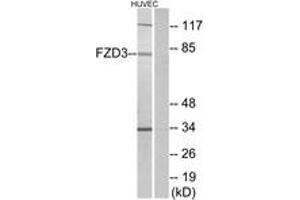 Western blot analysis of extracts from HuvEc cells, using FZD3 Antibody. (FZD3 Antikörper  (AA 481-530))