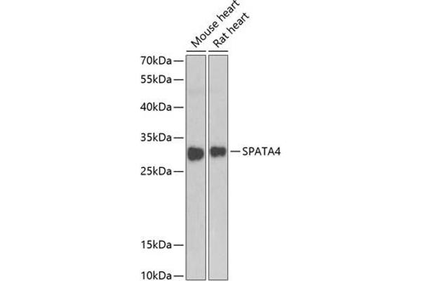 SPATA4 Antikörper  (AA 1-250)