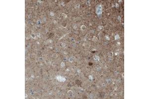 Immunohistochemical staining (Formalin-fixed paraffin-embedded sections) of human cerebral cortex with NECAB2 monoclonal antibody, clone CL0524  shows moderate immunoreactivity in the neuropil. (NECAB2 Antikörper)