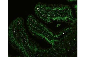 IF analysis of CTBP1 using anti-CTBP1 antibody (ABIN3043816) CTBP1 was detected in paraffin-embedded section of rat intestine tissues. (CTBP1 Antikörper  (C-Term))