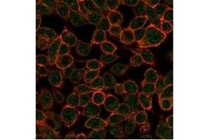 Immunofluorescence analysis of PFA-fixed HeLa cells. (TDRKH Antikörper)