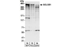 Western Blotting (WB) image for anti-Golgin B1 (GOLGB1) (AA 1975-2025) antibody (ABIN7450295)