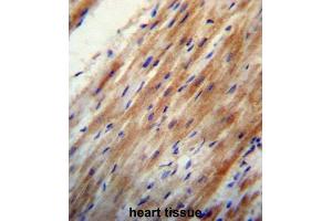 Immunohistochemistry (IHC) image for anti-Apolipoprotein O (APOO) antibody (ABIN2997276) (APOO Antikörper)