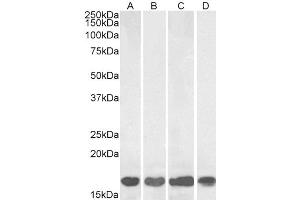 Western Blotting (WB) image for anti-Ionized Calcium-binding Adapter Molecule 1 (IBA1) (C-Term) antibody (ABIN184738)