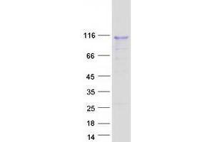 Western Blotting (WB) image for Cyclin D Binding Myb-Like Transcription Factor 1 (DMTF1) (Transcript Variant 2) protein (Myc-DYKDDDDK Tag) (ABIN2719533)