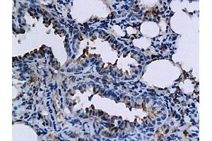 Immunohistochemistry (IHC) image for anti-Tumor Necrosis Factor (Ligand) Superfamily, Member 15 (TNFSF15) (AA 161-251) antibody (ABIN709556)