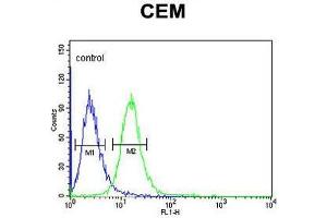 ZN160 Antibody (N-term) flow cytometric analysis of CEM cells (right histogram) compared to a negative control cell (left histogram). (ZNF160 Antikörper  (N-Term))