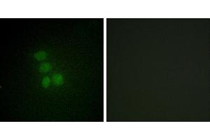 Peptide - +Western blot analysis of extracts from HeLa cells, using hnRNP G antibody. (RBMX Antikörper  (N-Term))