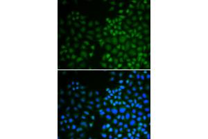 Immunofluorescence analysis of U2OS cells using NR0B2 antibody (ABIN5970937). (NR0B2 Antikörper)