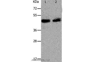 Western blot analysis of Hela and A549 cell, using PAWR Polyclonal Antibody at dilution of 1:1200 (PAWR Antikörper)