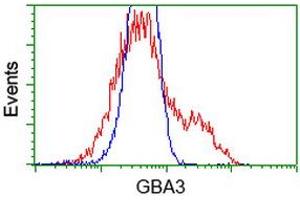 HEK293T cells transfected with either RC211035 overexpress plasmid (Red) or empty vector control plasmid (Blue) were immunostained by anti-GBA3 antibody (ABIN2454315), and then analyzed by flow cytometry. (GBA3 Antikörper  (AA 1-150, AA 370-469))