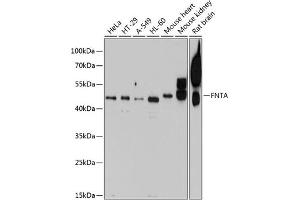 Western blot analysis of extracts of various cell lines, using FNTA antibody (ABIN6132265, ABIN6140735, ABIN6140736 and ABIN6224798) at 1:1000 dilution. (FNTA Antikörper  (AA 280-379))