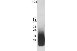 Blot of amyloid beta peptide blotted with ABIN1580412.