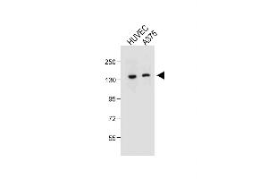 All lanes : Anti-TECPR1 Antibody (C-term) at 1:500 dilution Lane 1: HUVEC whole cell lysate Lane 2:  whole cell lysate Lysates/proteins at 20 μg per lane. (TECPR1 Antikörper  (C-Term))