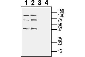 Western blot analysis of human  monocytic leukemia cell line lysate (lanes 1 and 3) and human  MG glioblastoma cell line lysate (2 and 4):3-4. (TMEM150C Antikörper  (Extracellular))