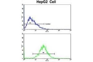 Flow cytometric analysis of HepG2 cells using GCAT Antibody (Center)(bottom histogram) compared to a negative control cell (top histogram). (GCAT Antikörper  (AA 155-181))