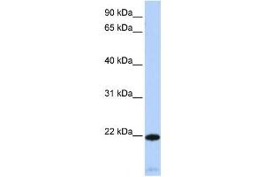 Western Blotting (WB) image for anti-Regulator of G-Protein Signaling 5 (RGS5) antibody (ABIN2460104) (RGS5 Antikörper)