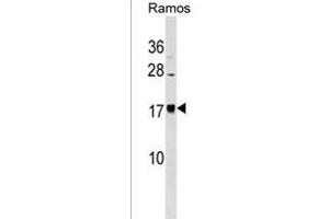 BLACE Antibody (N-term) (ABIN1539059 and ABIN2838162) western blot analysis in Ramos cell line lysates (35 μg/lane). (BLACE Antikörper  (N-Term))