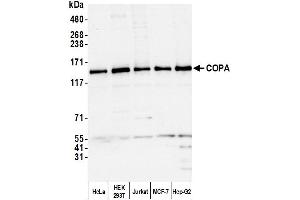Western Blotting (WB) image for anti-Coatomer Protein Complex, Subunit alpha (COPA) (AA 1174-1224) antibody (ABIN7453067) (COPA Antikörper  (AA 1174-1224))