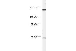 dilution: 1 : 1000, sample: crude synaptic vesicle fraction of rat brain (LP2)