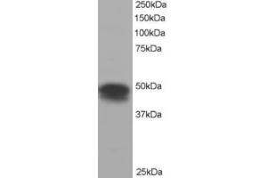 Western Blotting (WB) image for anti-Flotillin 1 (FLOT1) (C-Term) antibody (ABIN2465210) (Flotillin 1 Antikörper  (C-Term))