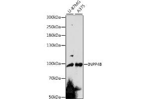 Western blot analysis of extracts of various cell lines, using INPP4B antibody (ABIN7267881) at 1:1000 dilution. (INPP4B Antikörper  (AA 380-600))