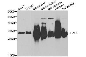 Western blot analysis of extracts of various cell lines, using HAGH antibody. (HAGH Antikörper  (AA 1-260))