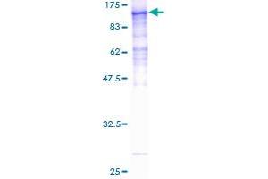Image no. 1 for Host Cell Factor C2 (HCFC2) (AA 1-792) protein (GST tag) (ABIN1306418) (HCFC2 Protein (AA 1-792) (GST tag))