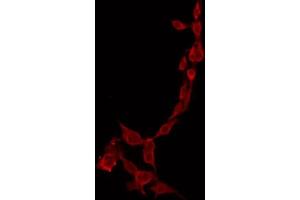 ABIN6274437 staining Hela by IF/ICC. (PPP1R14C Antikörper  (Internal Region))