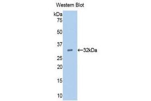Western Blotting (WB) image for anti-Epidermal Growth Factor (EGF) (AA 45-275) antibody (ABIN1173137) (EGF Antikörper  (AA 45-275))