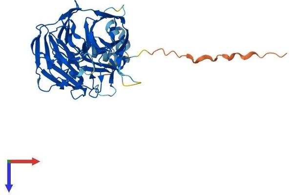 KLHDC2 Protein (AA 1-406) (His tag)