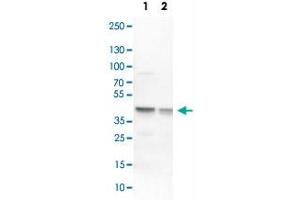 Western Blot analysis of Lane 1: NIH-3T3 cell lysate (mouse embryonic fibroblast cells) and Lane 2: NBT-II cell lysate (Wistar rat bladder tumour cells) with ECH1 polyclonal antibody .