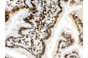IHC testing of FFPE mouse intestine with LMNB1 antibody. (Lamin B1 Antikörper  (AA 266-583))