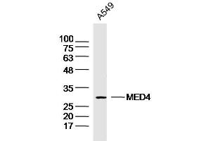 A549 lysates probed with MED4 Polyclonal Antibody, Unconjugated  at 1:300 dilution and 4˚C overnight incubation. (MED4 Antikörper  (AA 101-200))
