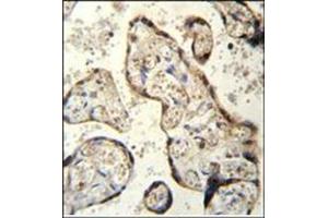 Immunohistochemistry analysis in Formalin Fixed and Paraffin Embedded human plecenta tissue using RSBN1 Antibody (N-term) followed by peroxidase conjugation of the secondary antibody and DAB staining. (RSBN1 Antikörper  (N-Term))