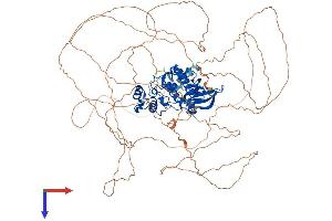 CDKL5 Protein (AA 1-938) (His tag)