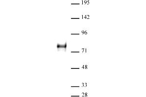 YAP1 antibody (pAb) tested by Western blot.