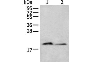 Western blot analysis of Mouse brain tissue and Raji cell lysates using KRTAP11-1 Polyclonal Antibody at dilution of 1:400 (KRTAP11-1 Antikörper)