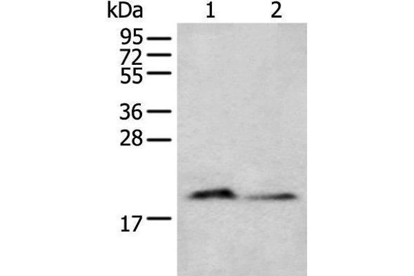 KRTAP11-1 Antikörper