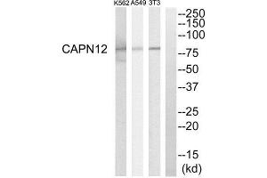Western Blotting (WB) image for anti-Calpain 12 (CAPN12) (Internal Region) antibody (ABIN1850966) (CAPN12 Antikörper  (Internal Region))