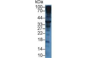 Western Blot; Sample: Mouse Liver lysate; Primary Ab: 12µg/mL Rabbit Anti-Mouse SDC1 Antibody Second Ab: 0. (Syndecan 1 Antikörper  (AA 23-255))