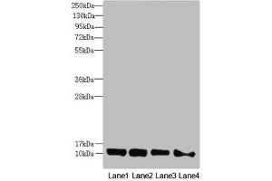 Western blot All lanes: DNAJC19 antibody at 0. (DNAJC19 Antikörper  (AA 1-116))