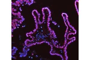 IF analysis of ADK using anti-ADK antibody (ABIN4886430). (ADK Antikörper  (AA 165-351))