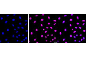 Immunocytochemical staining of HepG2 cells with Phospho-JunD (S255) antibody (ABIN7799144), 1:1,000). (Rekombinanter JunD Antikörper  (pSer255))