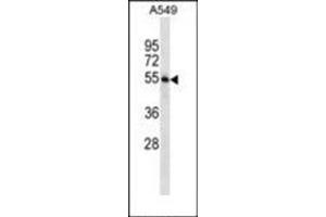 Western blot analysis in A549 cell line lysates (35 µg/lane) using STAMBP Antibody (C-term) Cat. (STAMBP Antikörper  (C-Term))